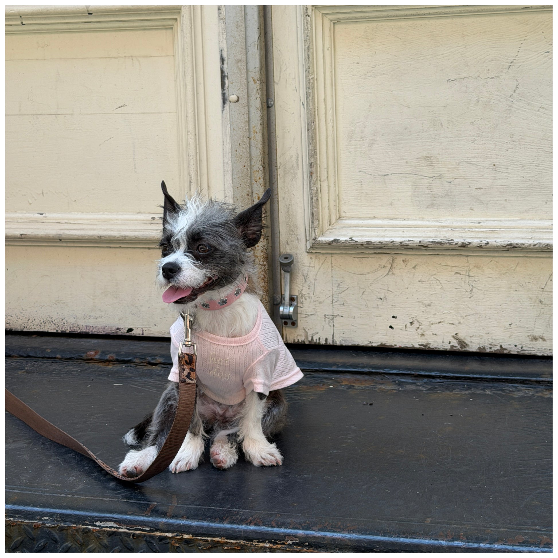 Pointelle Dog Tee in blush pink, matching dog shirt from hot dog