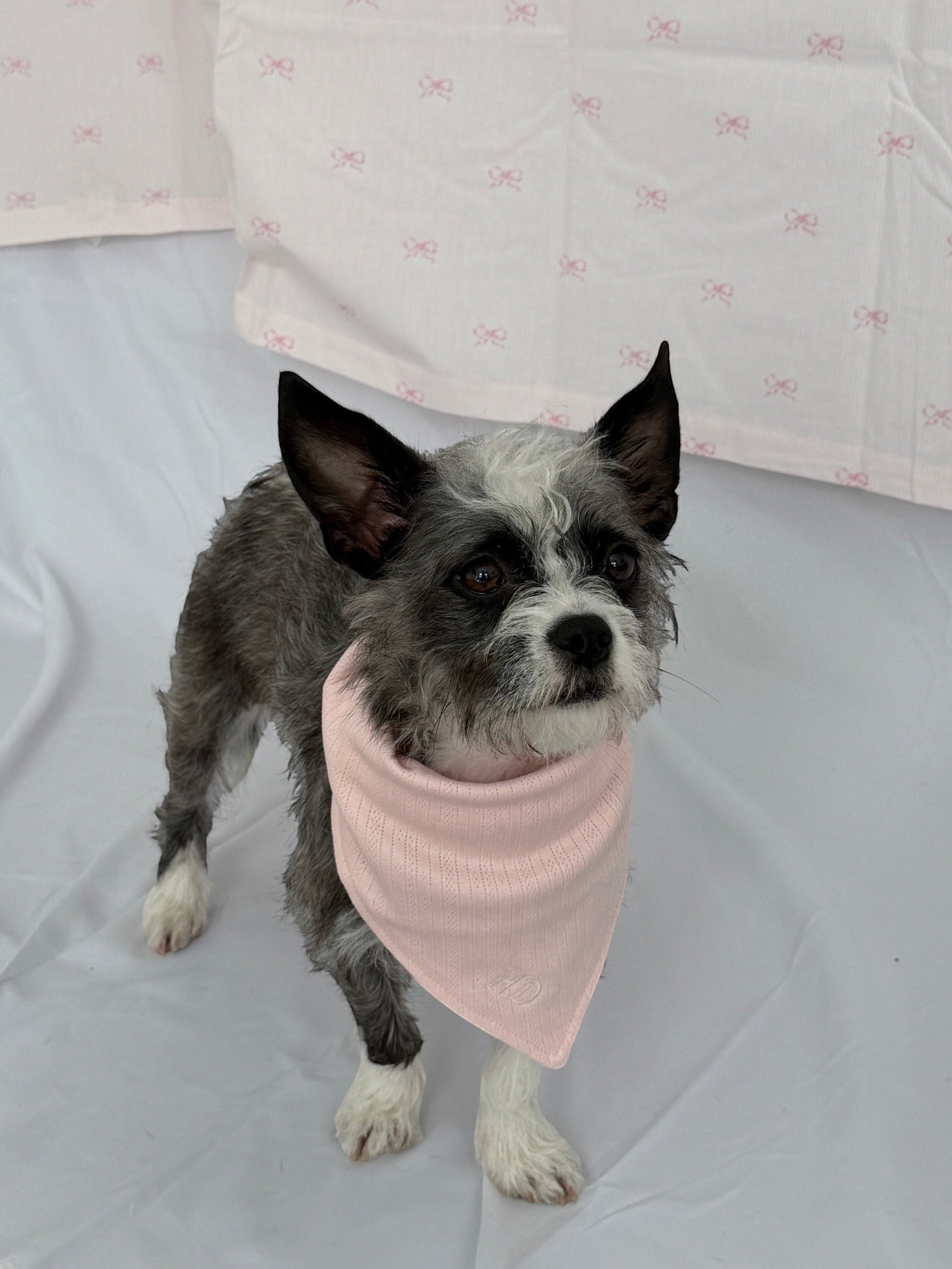 hot dog pointelle dog bandana in blush pink cotton-spandex with embroidered HD monogram. Adjustable tie closure.
