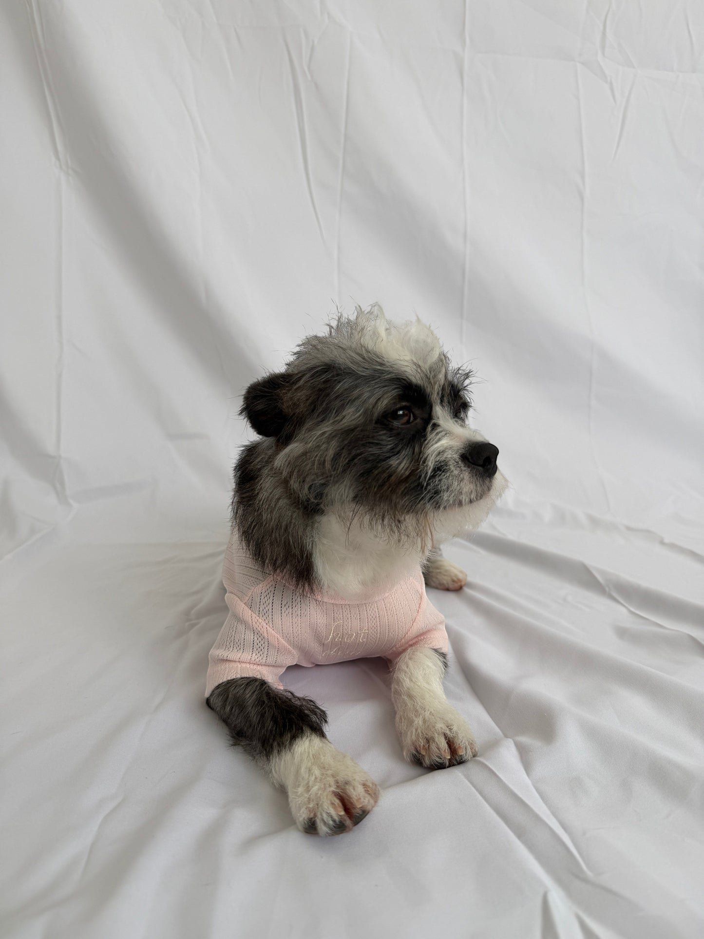 hot dog Pointelle Dog Tee in blush pink pointelle knit, 96% cotton/4% spandex. Short sleeves, crew neck, and embroidered logo.
